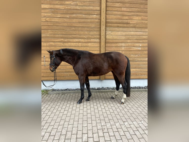 Hannoveraan Merrie 4 Jaar 161 cm Donkerbruin in Wartenberg