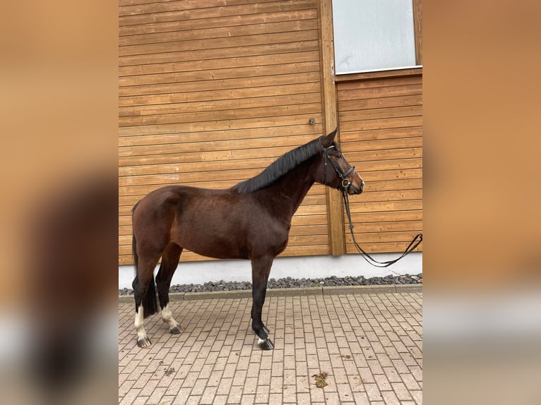 Hannoveraan Merrie 4 Jaar 161 cm Donkerbruin in Wartenberg