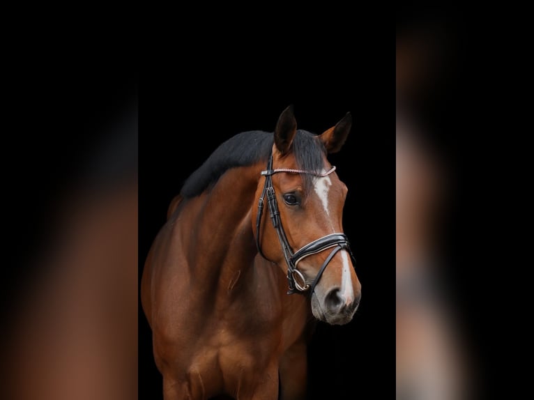 Hannoveraan Merrie 4 Jaar 161 cm Donkerbruin in Wartenberg