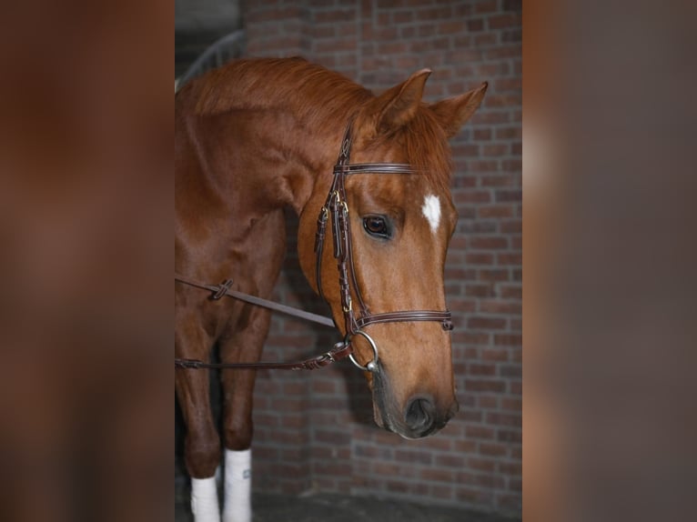 Hannoveraan Merrie 4 Jaar 161 cm Vos in Olfen