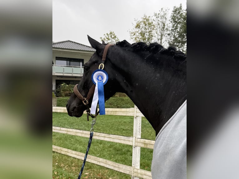 Hannoveraan Merrie 4 Jaar 161 cm Zwart in Wehringen