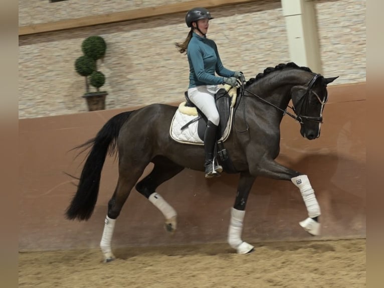 Hannoveraan Merrie 4 Jaar 161 cm Zwartbruin in Wehringen