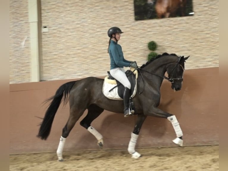 Hannoveraan Merrie 4 Jaar 161 cm Zwartbruin in Wehringen