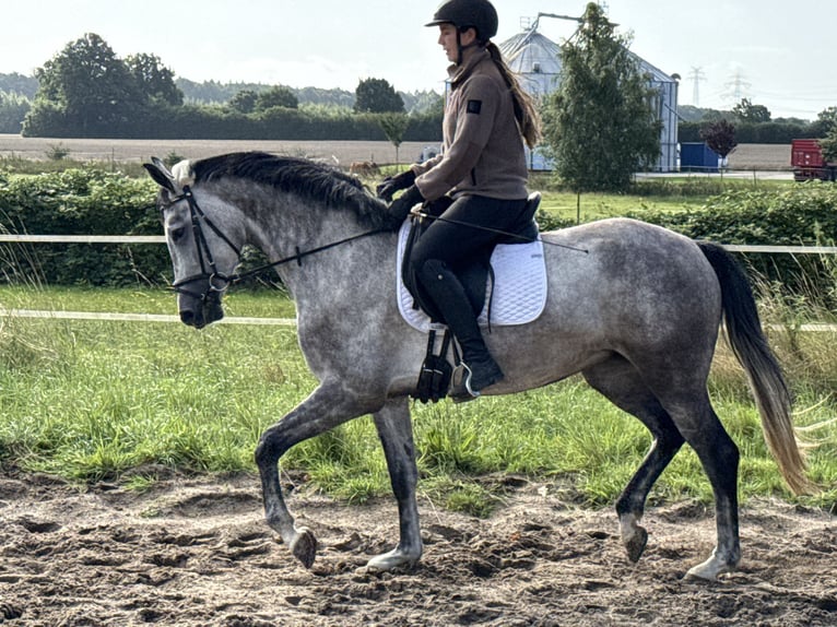 Hannoveraan Merrie 4 Jaar 162 cm Blauwschimmel in Wohltorf