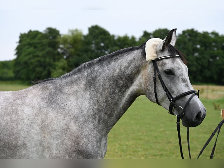 Hannoveraan Merrie 4 Jaar 162 cm Blauwschimmel in Wohltorf