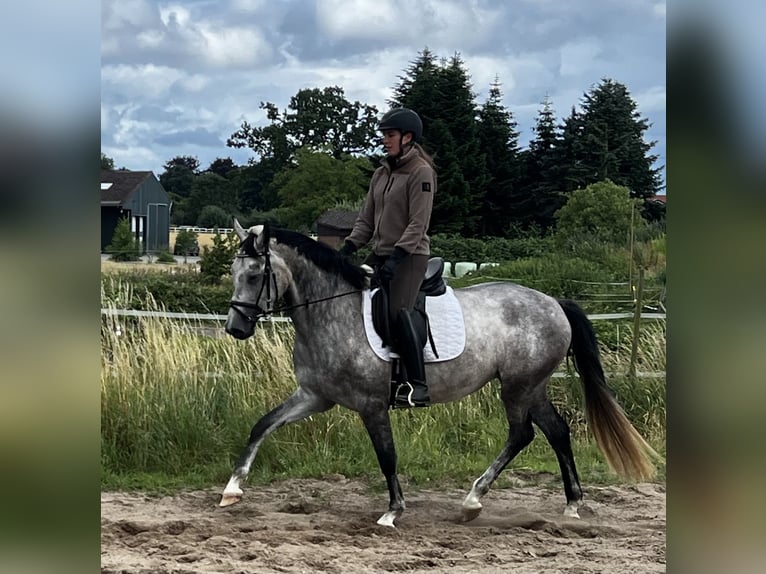 Hannoveraan Merrie 4 Jaar 162 cm Blauwschimmel in Wohltorf