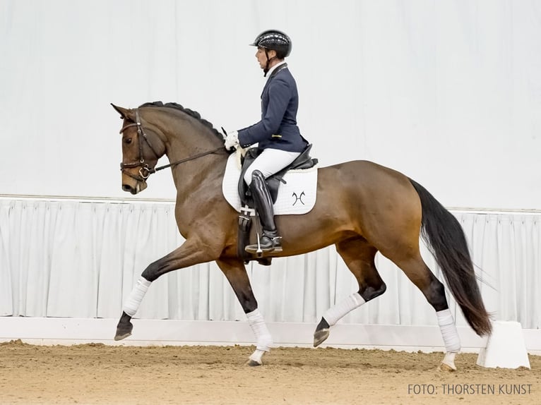 Hannoveraan Merrie 4 Jaar 162 cm Bruin in Verden