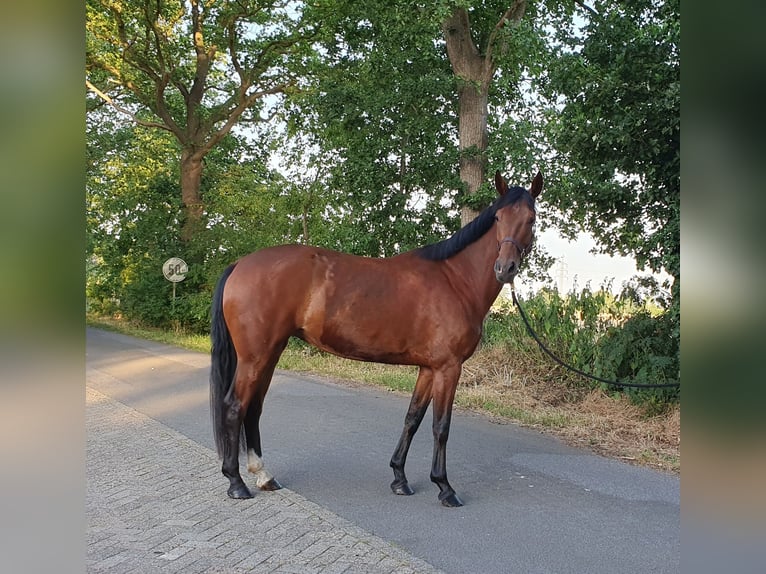 Hannoveraan Merrie 4 Jaar 162 cm Bruin in Wietmarschen