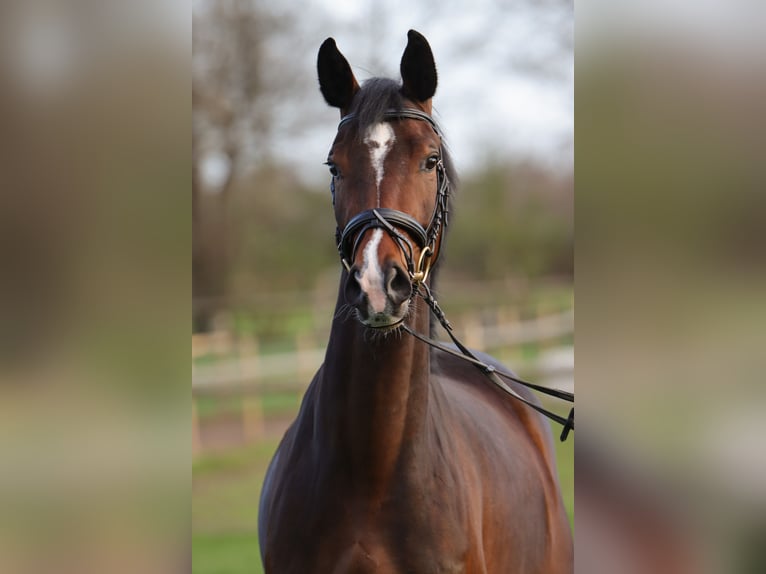 Hannoveraan Merrie 4 Jaar 162 cm Bruin in Rickling