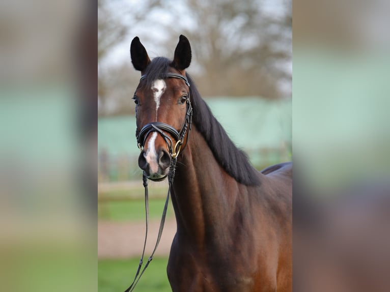Hannoveraan Merrie 4 Jaar 162 cm Bruin in Rickling