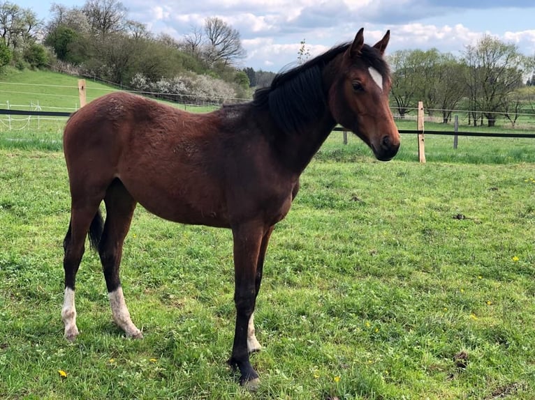 Hannoveraan Merrie 4 Jaar 162 cm Bruin in Lauterbach