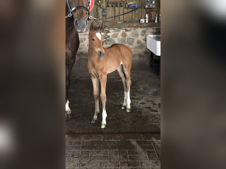 Hannoveraan Merrie 4 Jaar 162 cm Bruin in Lauterbach