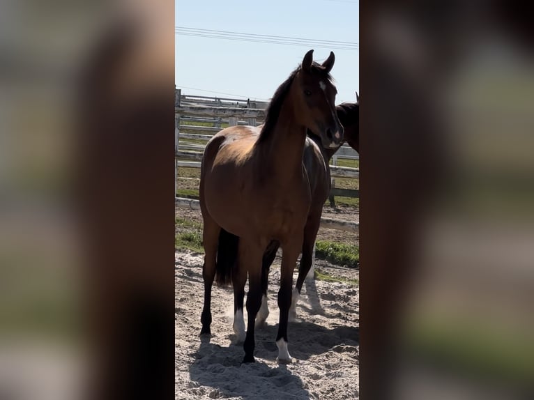 Hannoveraan Merrie 4 Jaar 162 cm Bruin in Hannoversch MündeN