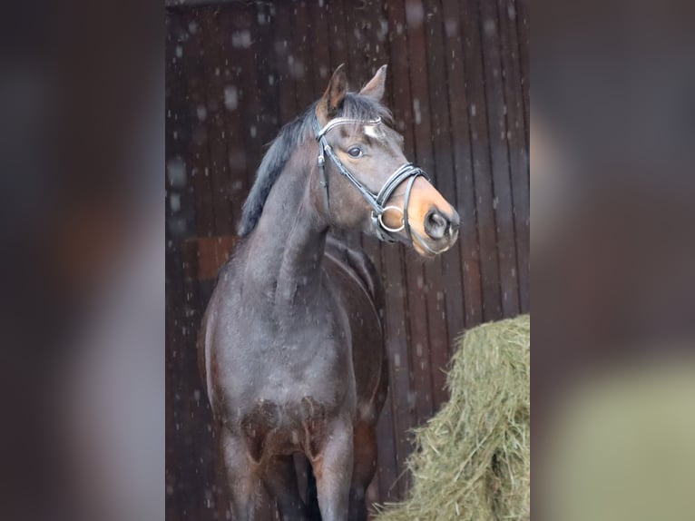 Hannoveraan Merrie 4 Jaar 162 cm Donkerbruin in Börrstadt