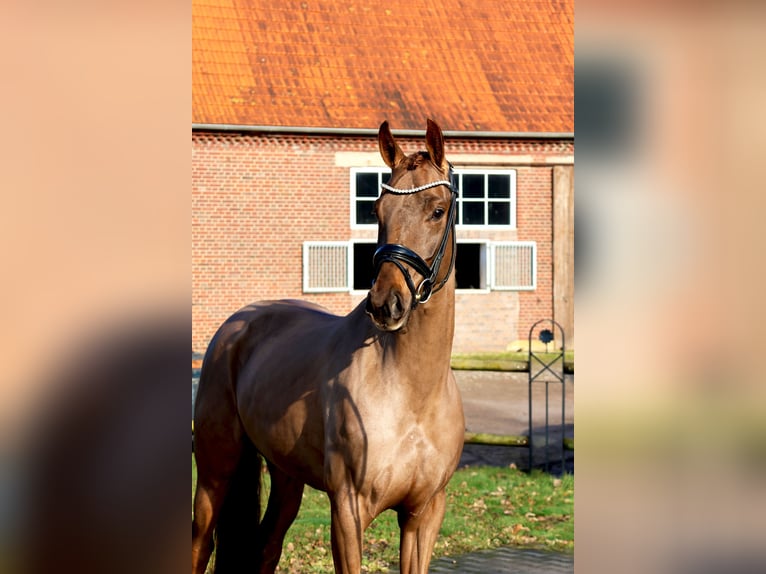 Hannoveraan Merrie 4 Jaar 162 cm Donkere-vos in Nottuln