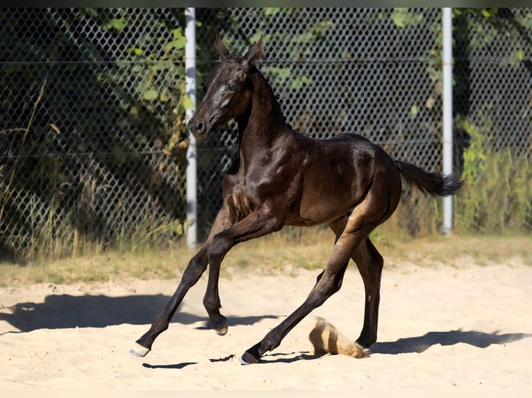 Hannoveraan Merrie 4 Jaar 162 cm in Krak&#xF3;w