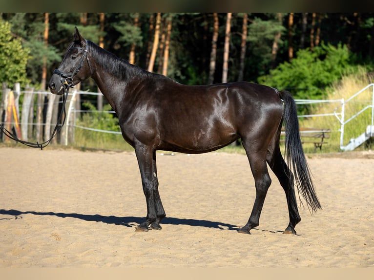 Hannoveraan Merrie 4 Jaar 162 cm in Krak&#xF3;w