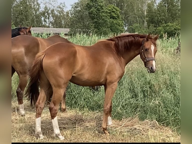 Hannoveraan Merrie 4 Jaar 162 cm Vos in Fehrbellin Linum