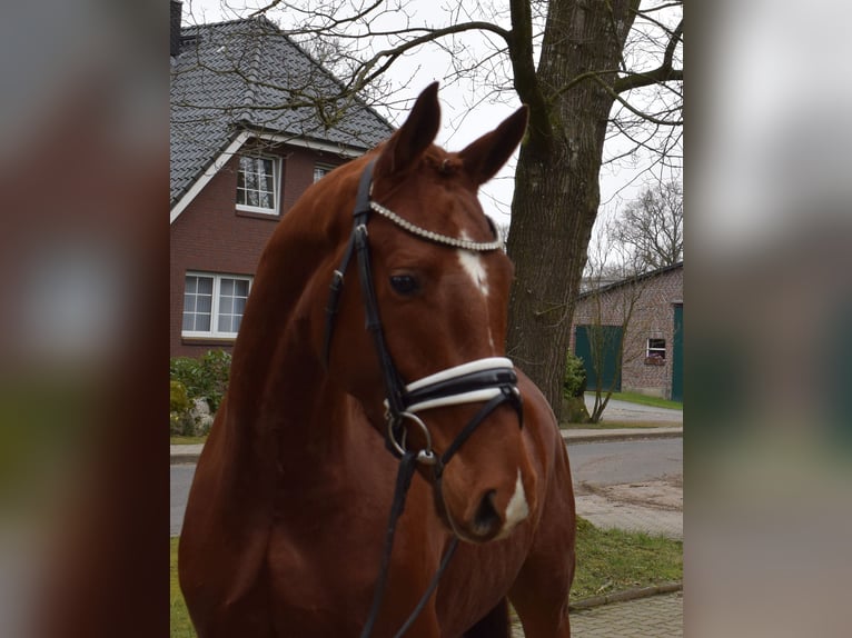 Hannoveraan Merrie 4 Jaar 162 cm Vos in Fredenbeck