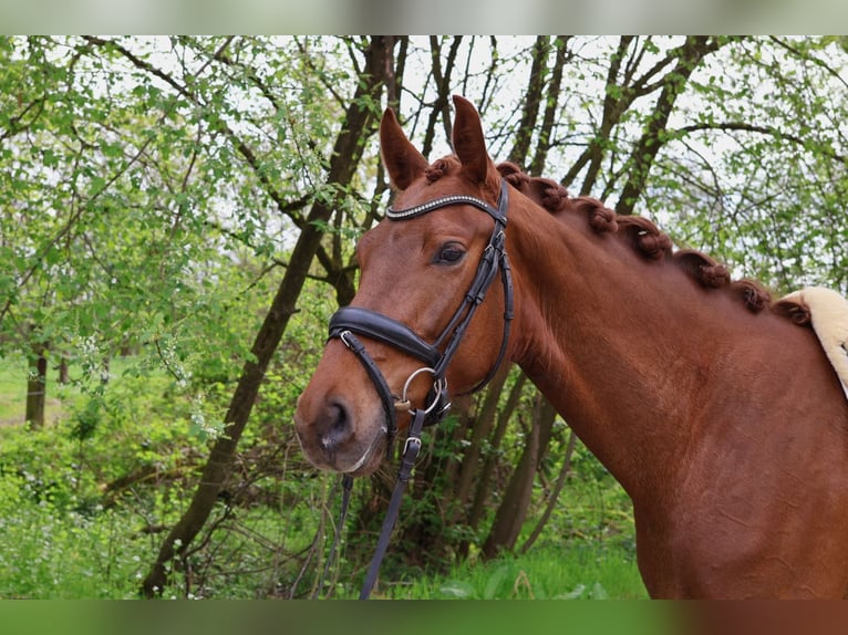 Hannoveraan Merrie 4 Jaar 162 cm Vos in Lienen