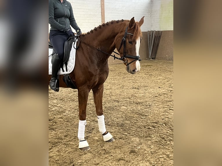 Hannoveraan Merrie 4 Jaar 162 cm Vos in Hamm