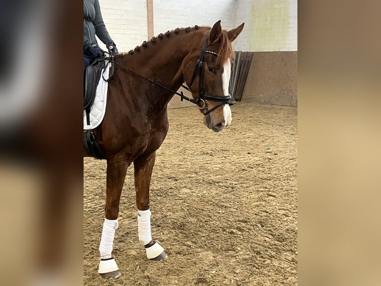 Hannoveraan Merrie 4 Jaar 162 cm Vos in Hamm