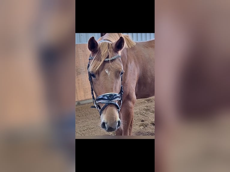 Hannoveraan Merrie 4 Jaar 162 cm Vos in Velpke