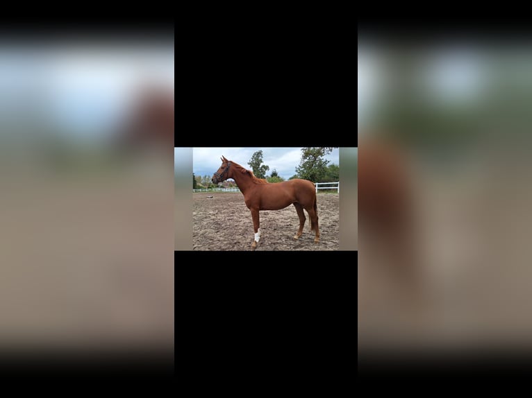 Hannoveraan Merrie 4 Jaar 162 cm Vos in Velpke