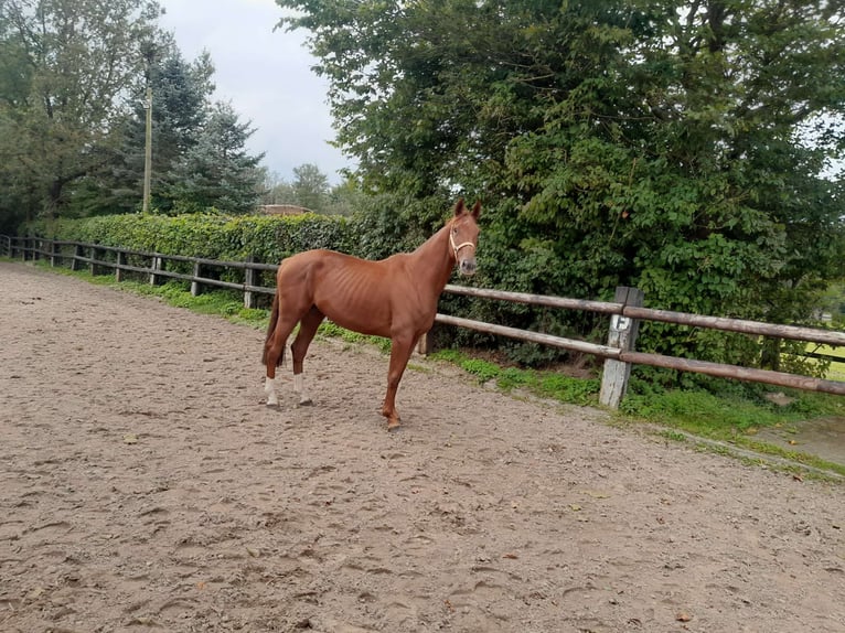 Hannoveraan Merrie 4 Jaar 162 cm Vos in Nettersheime