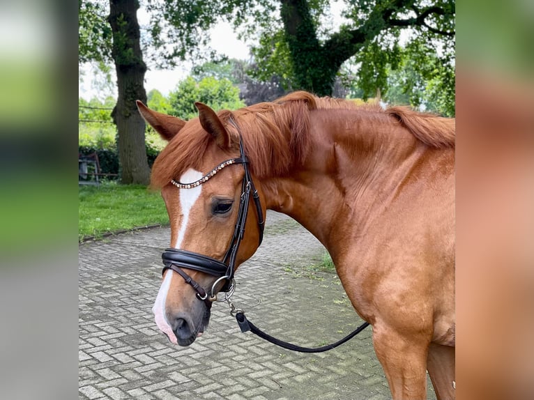 Hannoveraan Merrie 4 Jaar 162 cm Vos in EngerEnger