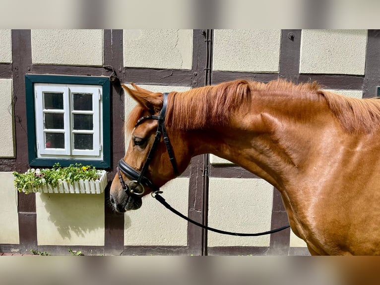 Hannoveraan Merrie 4 Jaar 162 cm Vos in EngerEnger