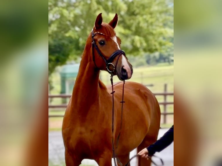 Hannoveraan Merrie 4 Jaar 162 cm Vos in EngerEnger
