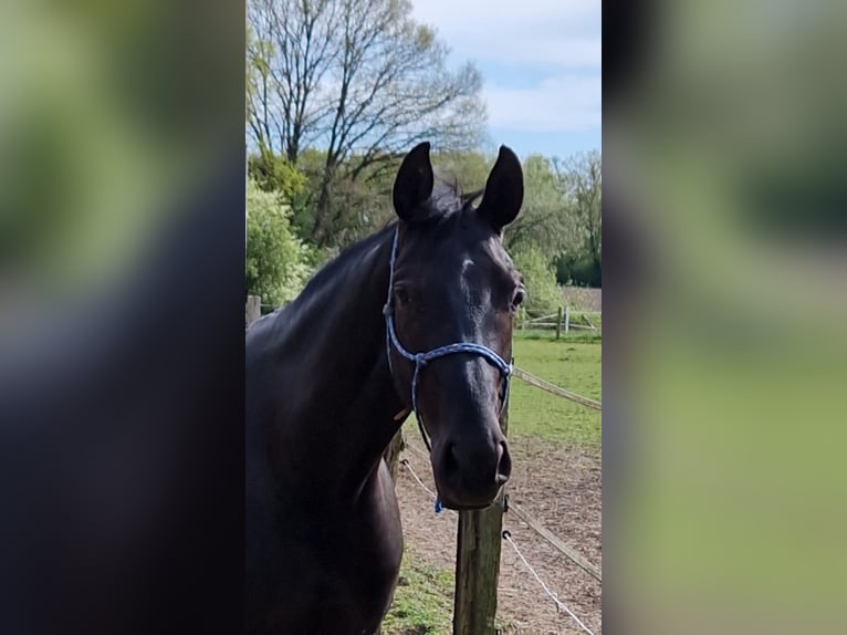 Hannoveraan Merrie 4 Jaar 162 cm Zwart in Bielefeld
