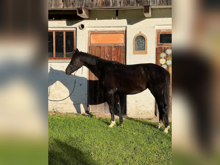 Hannoveraan Merrie 4 Jaar 162 cm Zwart in Uttendorf