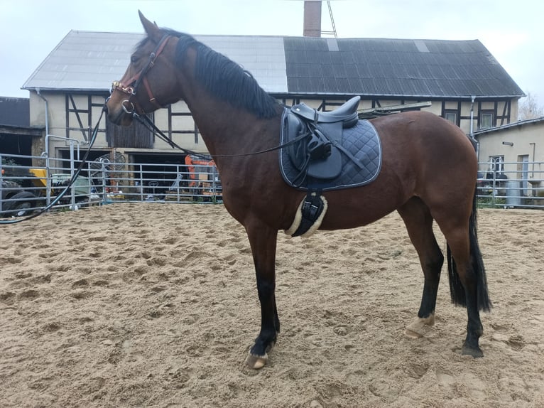 Hannoveraan Merrie 4 Jaar 163 cm Bruin in Mügeln