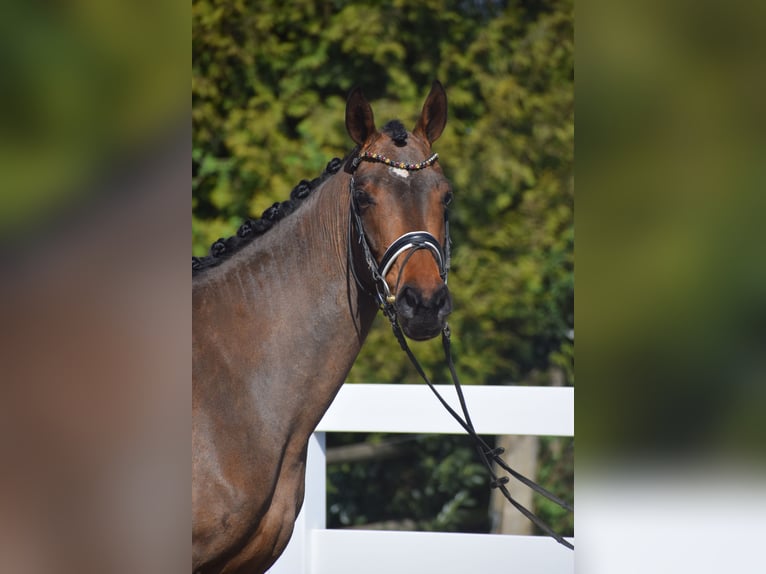 Hannoveraan Merrie 4 Jaar 163 cm Bruin in Dätgen