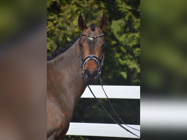 Hannoveraan Merrie 4 Jaar 163 cm Bruin in Dätgen