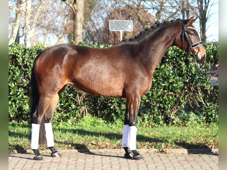 Hannoveraan Merrie 4 Jaar 163 cm Bruin in Selsingen