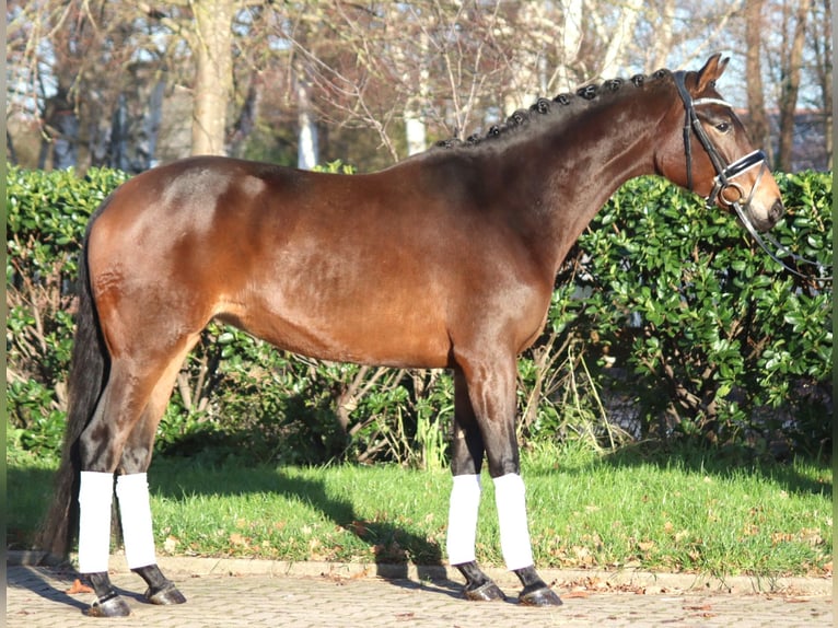 Hannoveraan Merrie 4 Jaar 163 cm Bruin in Selsingen