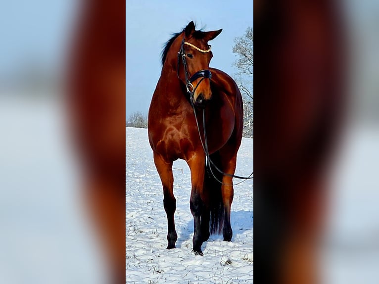 Hannoveraan Merrie 4 Jaar 163 cm Bruin in Ruppichteroth