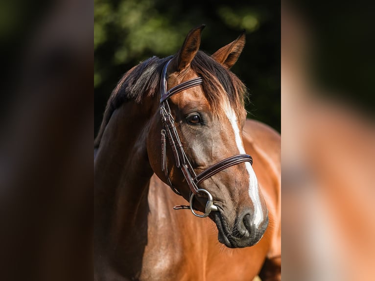 Hannoveraan Merrie 4 Jaar 163 cm Bruin in Riedstadt