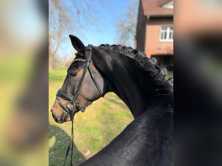 Hannoveraan Merrie 4 Jaar 163 cm Donkerbruin in Neuenkirchen-Vörden