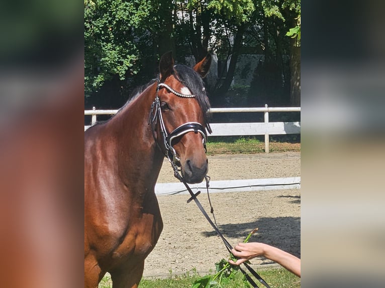 Hannoveraan Merrie 4 Jaar 163 cm Donkerbruin in Hamm
