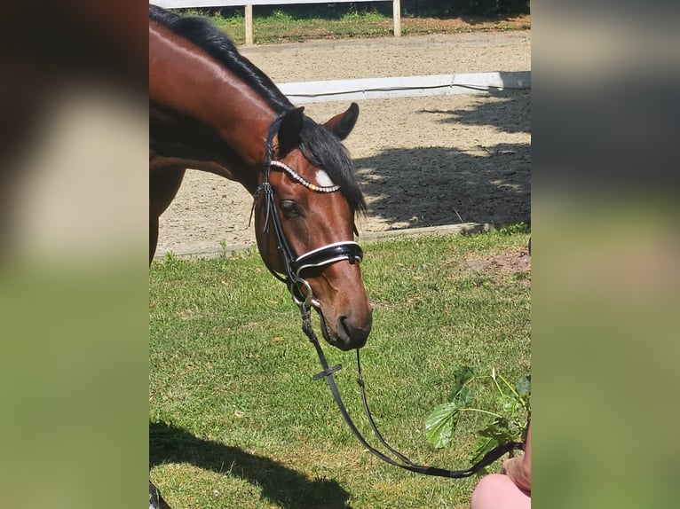 Hannoveraan Merrie 4 Jaar 163 cm Donkerbruin in Hamm
