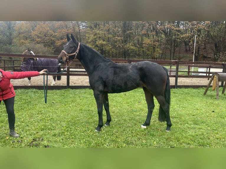 Hannoveraan Merrie 4 Jaar 163 cm Donkerbruin in Schenklengsfeld