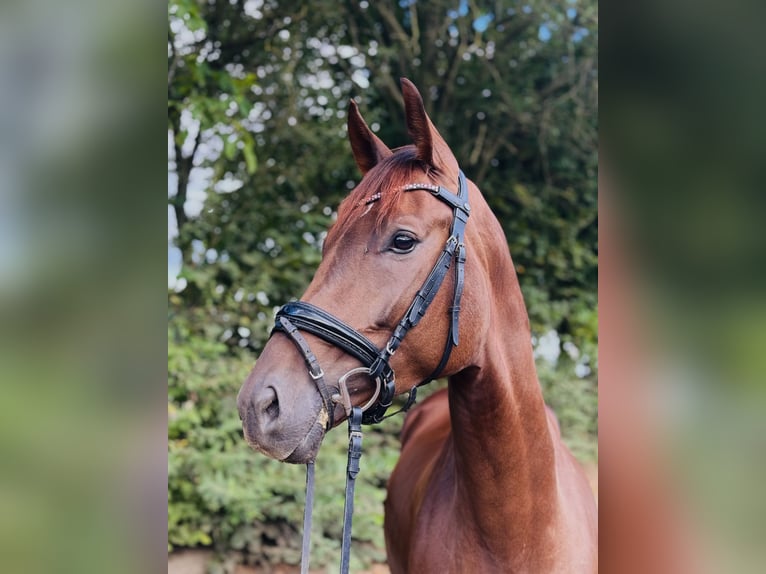 Hannoveraan Merrie 4 Jaar 163 cm Donkere-vos in Emmerich