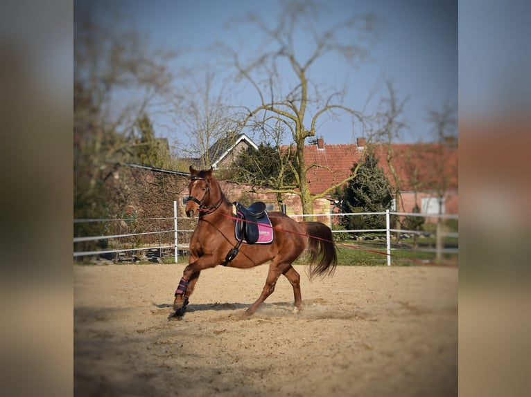 Hannoveraan Merrie 4 Jaar 163 cm Donkere-vos in Esterwegen