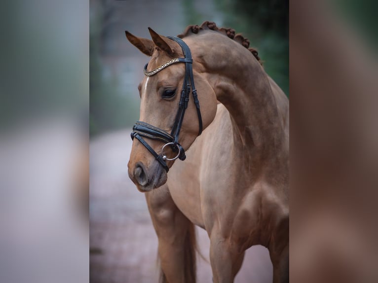 Hannoveraan Merrie 4 Jaar 163 cm Vos in Ankum