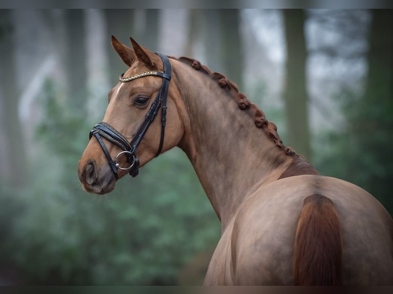 Hannoveraan Merrie 4 Jaar 163 cm Vos in Ankum