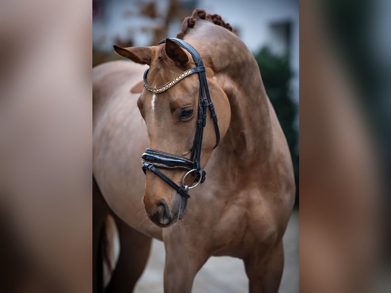 Hannoveraan Merrie 4 Jaar 163 cm Vos in Ankum